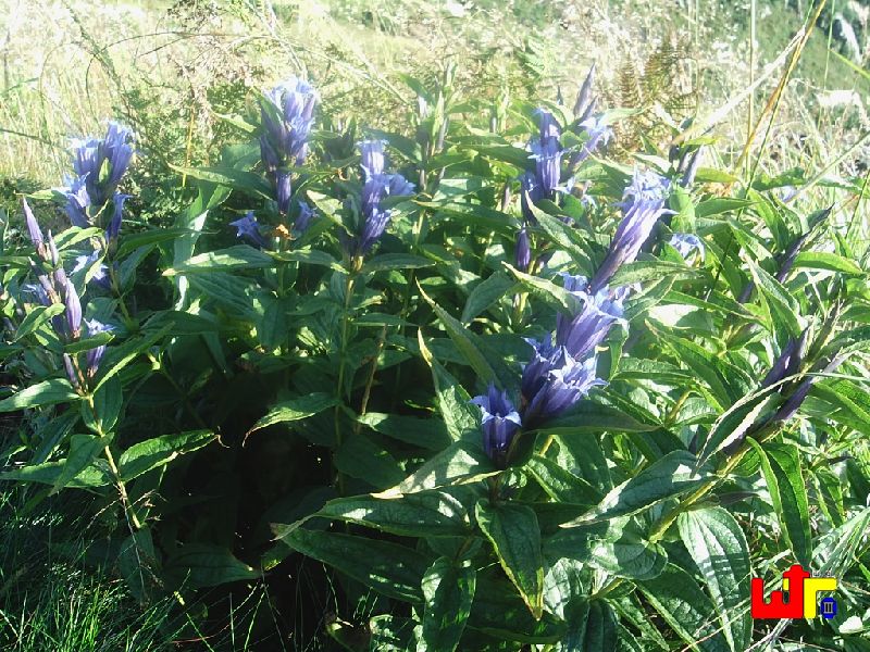 Pflanzenwelt Riesengebirge